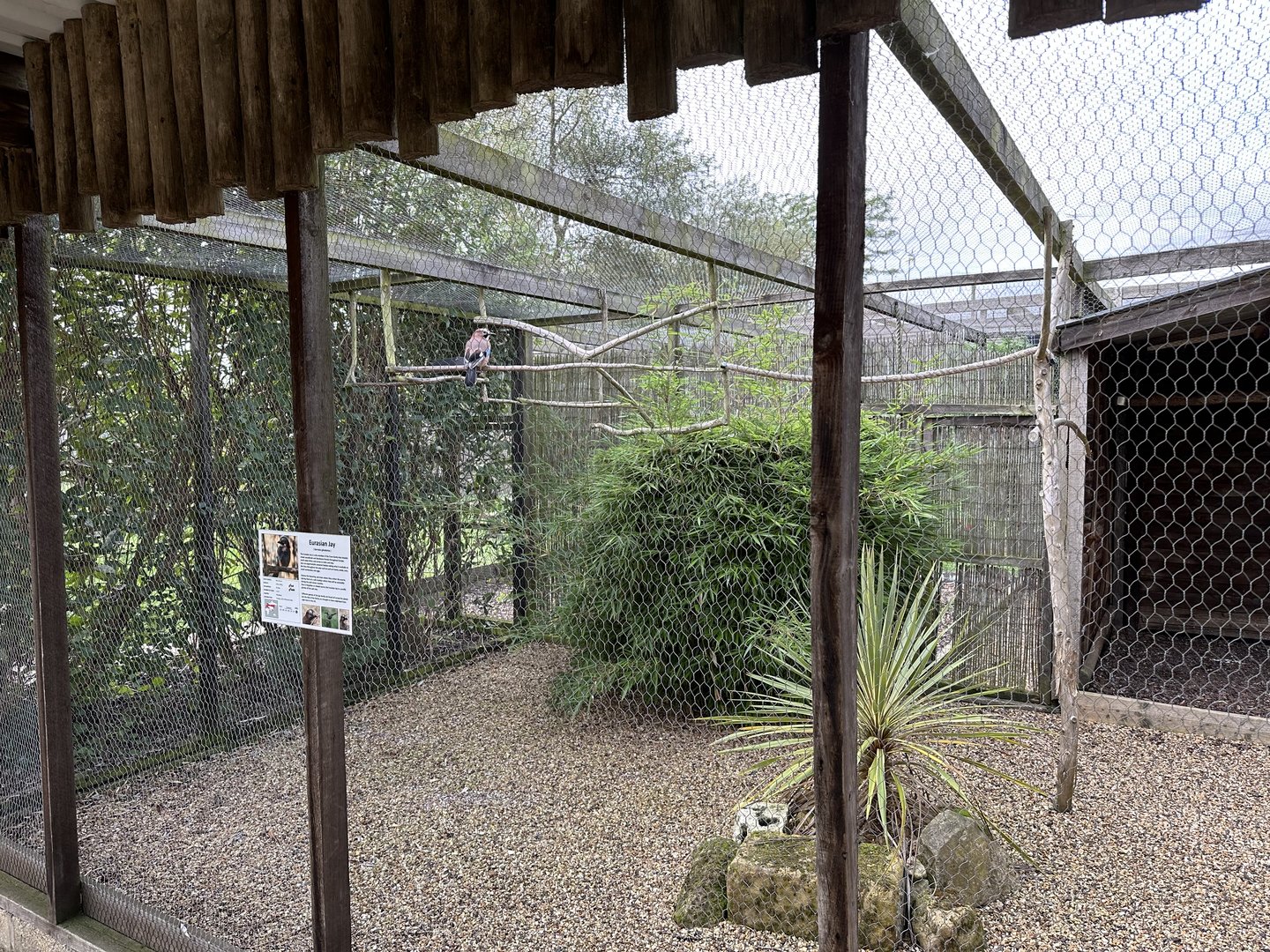 Eurasian Jay Aviary at Hamerton Zoo Park (October 2023)