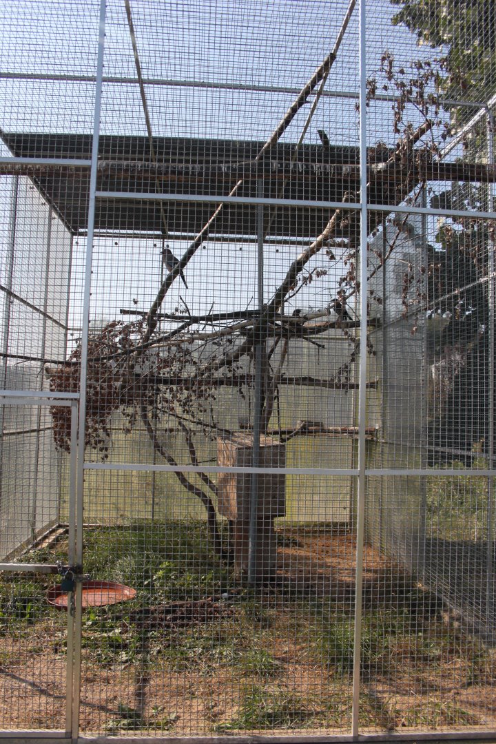 Eurasian jay aviary