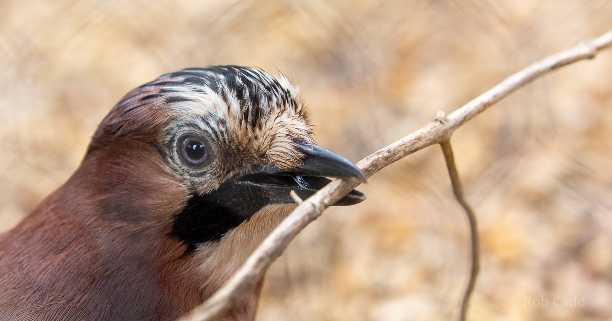 Eurasian jay (British jay) : Hamerton : 05 Apr 2019
