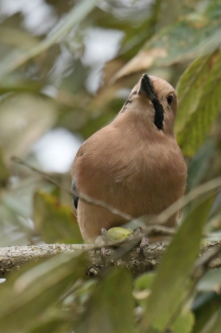 Eurasian Jay Garrulus glandarius bispecularis