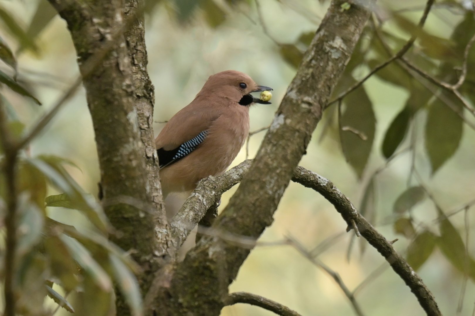 Eurasian Jay Garrulus glandarius bispecularis