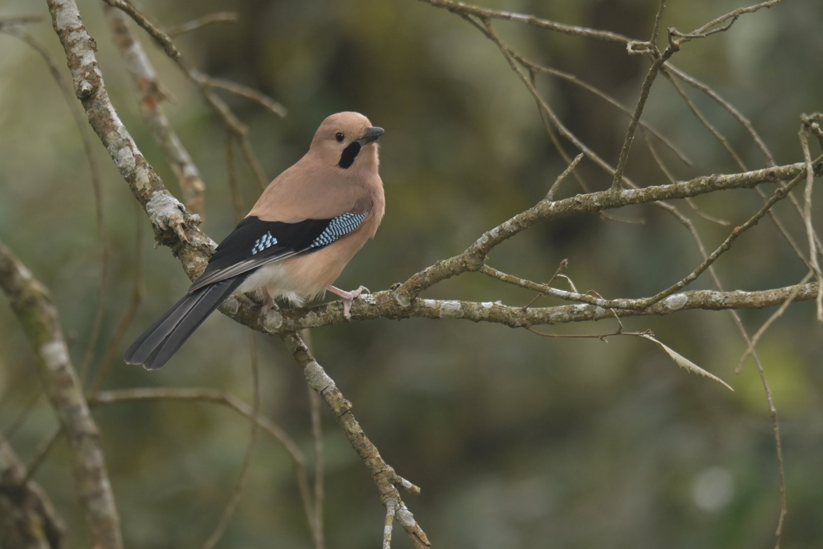 Eurasian Jay Garrulus glandarius bispecularis
