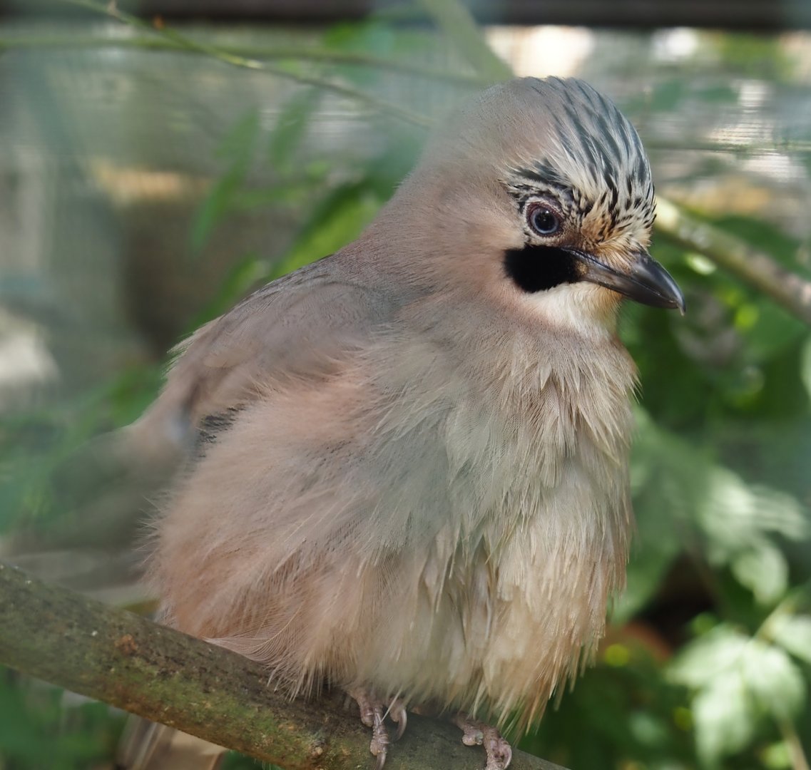 Eurasian jay (Garrulus glandarius glandarius), 2024-05-21