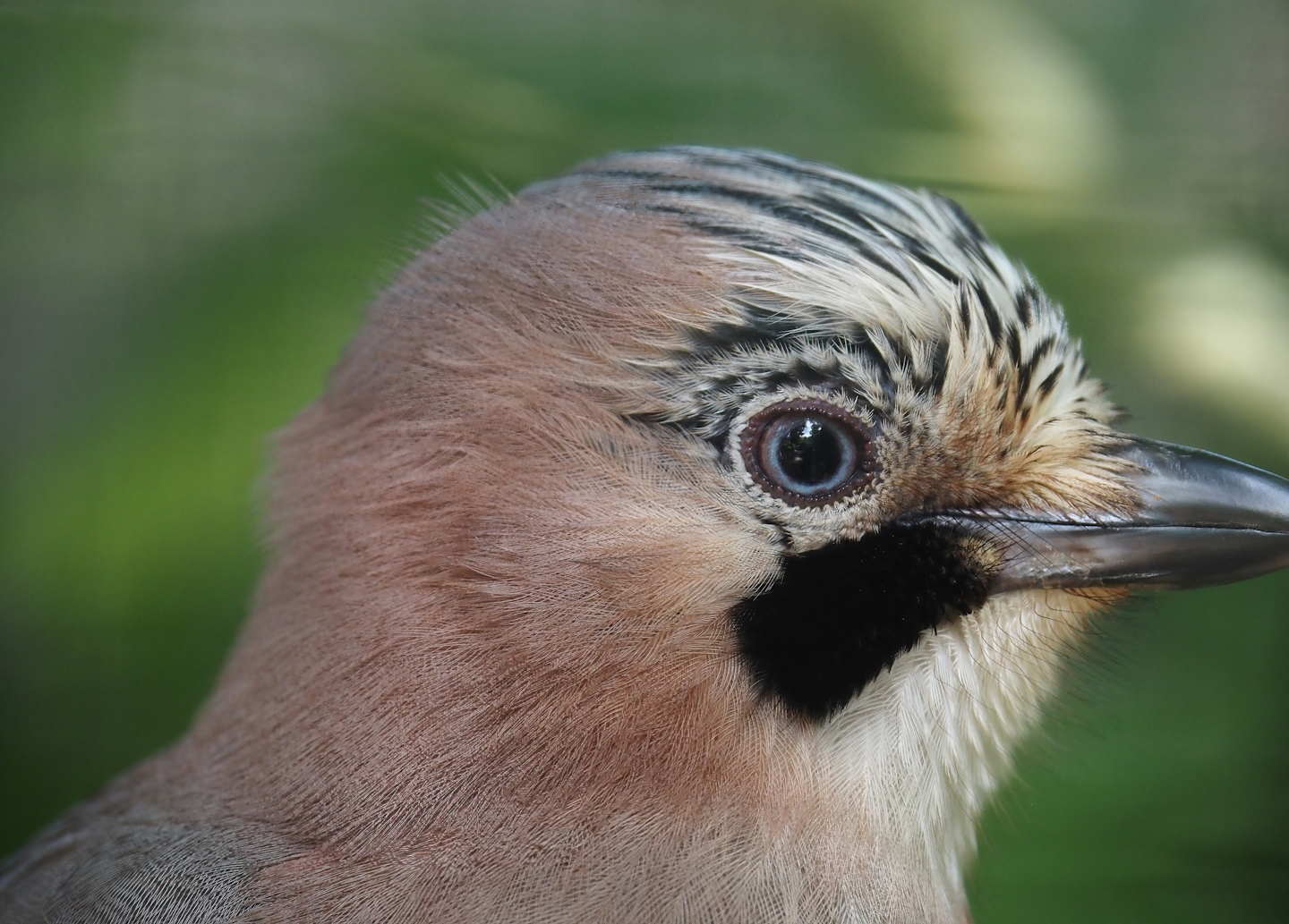 Eurasian jay (Garrulus glandarius glandarius), 2024-05-21