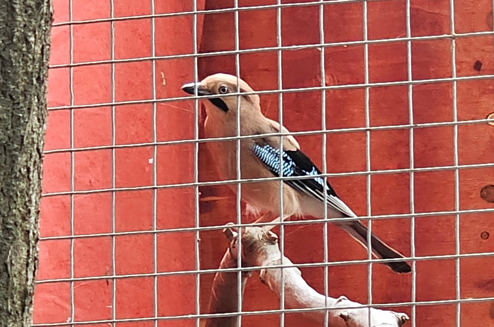 Eurasian Jay (Garrulus glandarius sinensis)