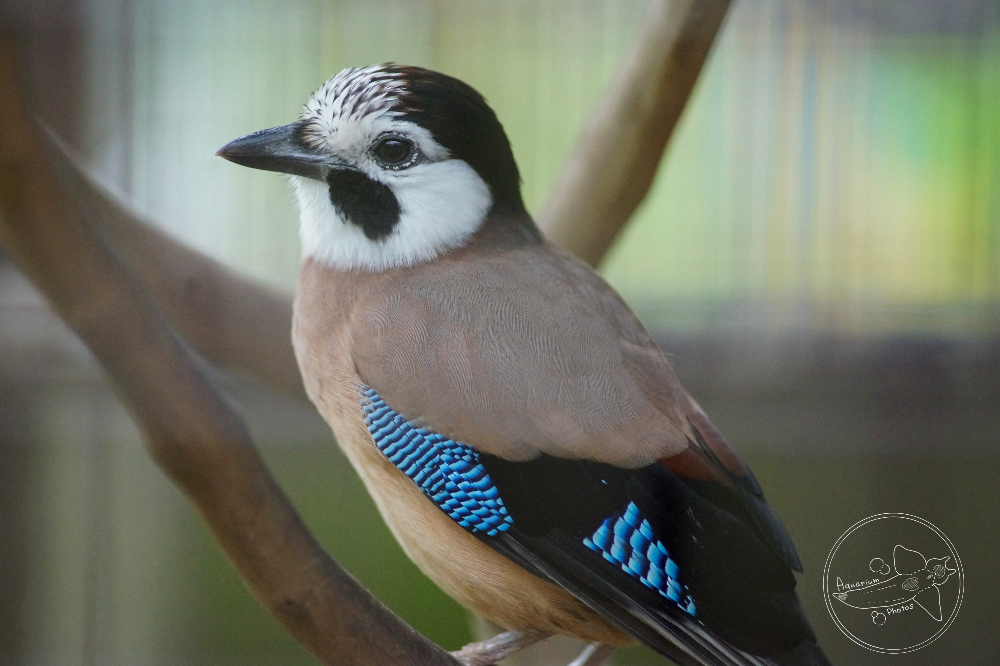 Eurasian Jay / Garrulus glandarius (Unsigned)