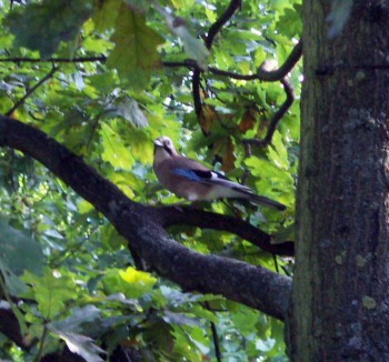 Eurasian Jay (Garrulus glandarius)