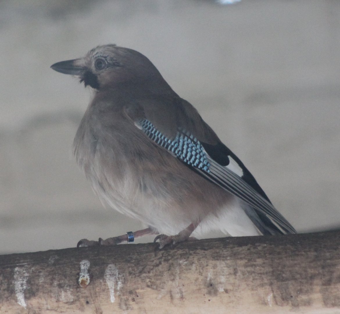 Eurasian jay - Garrulus glandarius