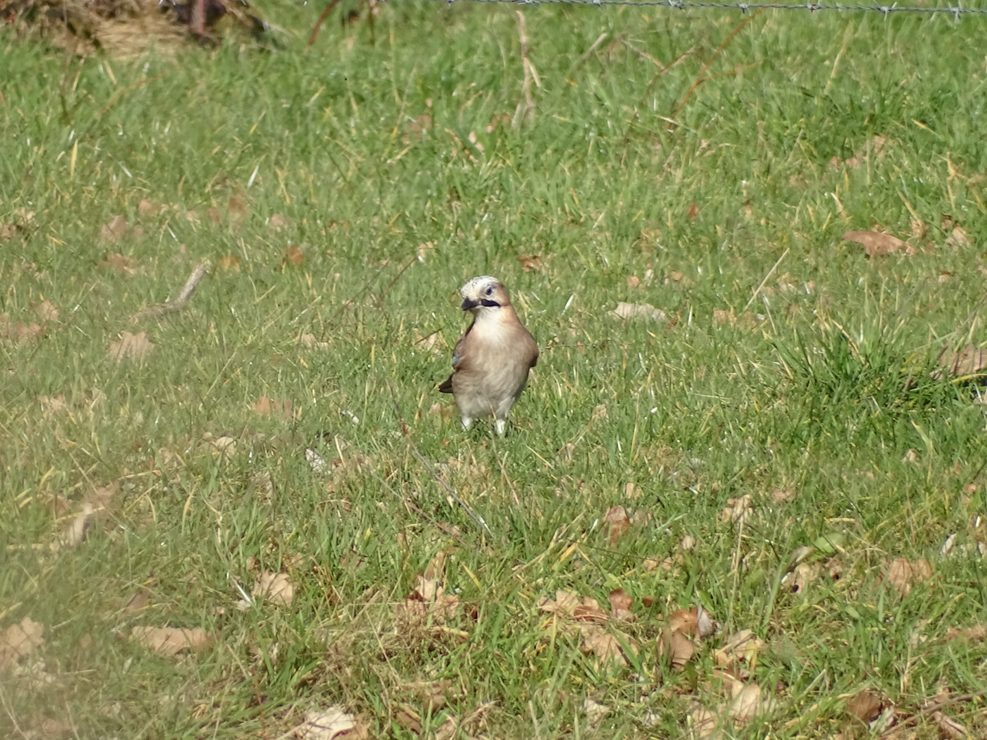 Eurasian jay, Garrulus glandarius