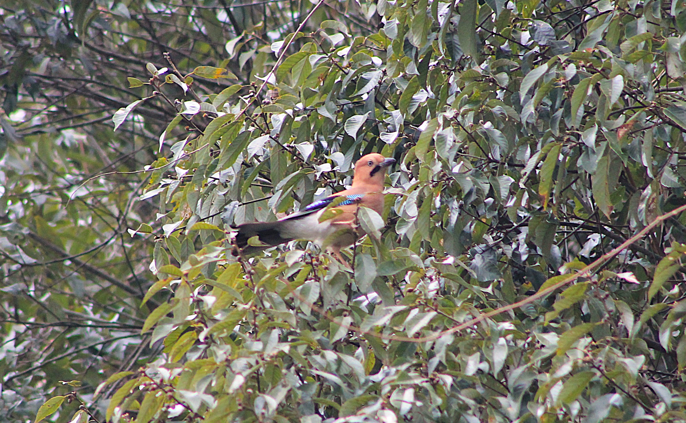 Eurasian Jay (Garrulus glandarius)
