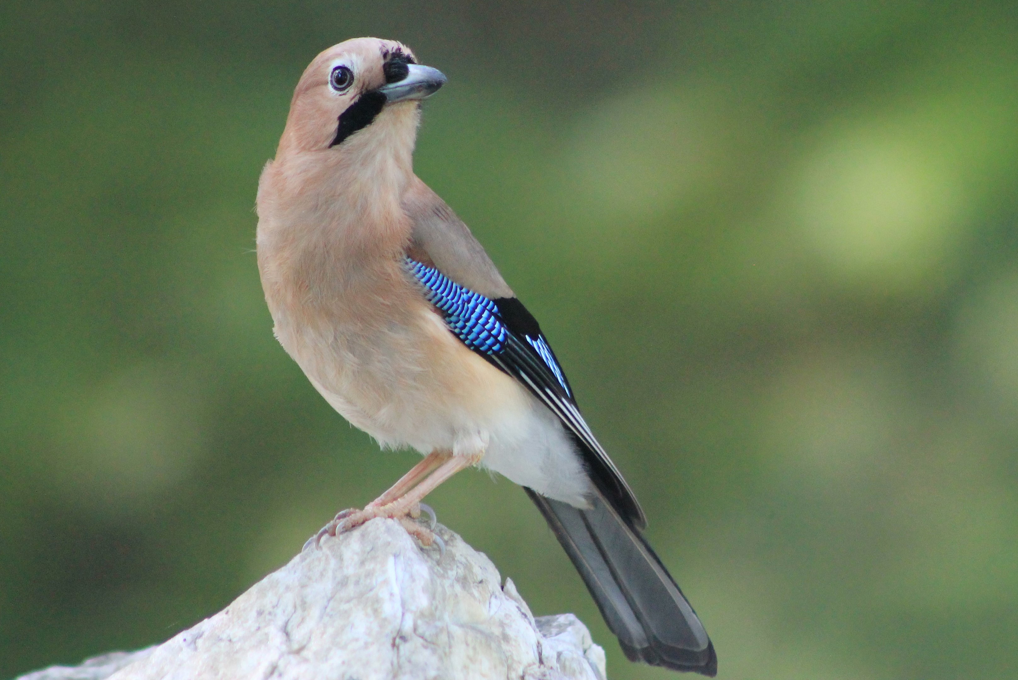 Eurasian Jay (Garrulus glandarius)