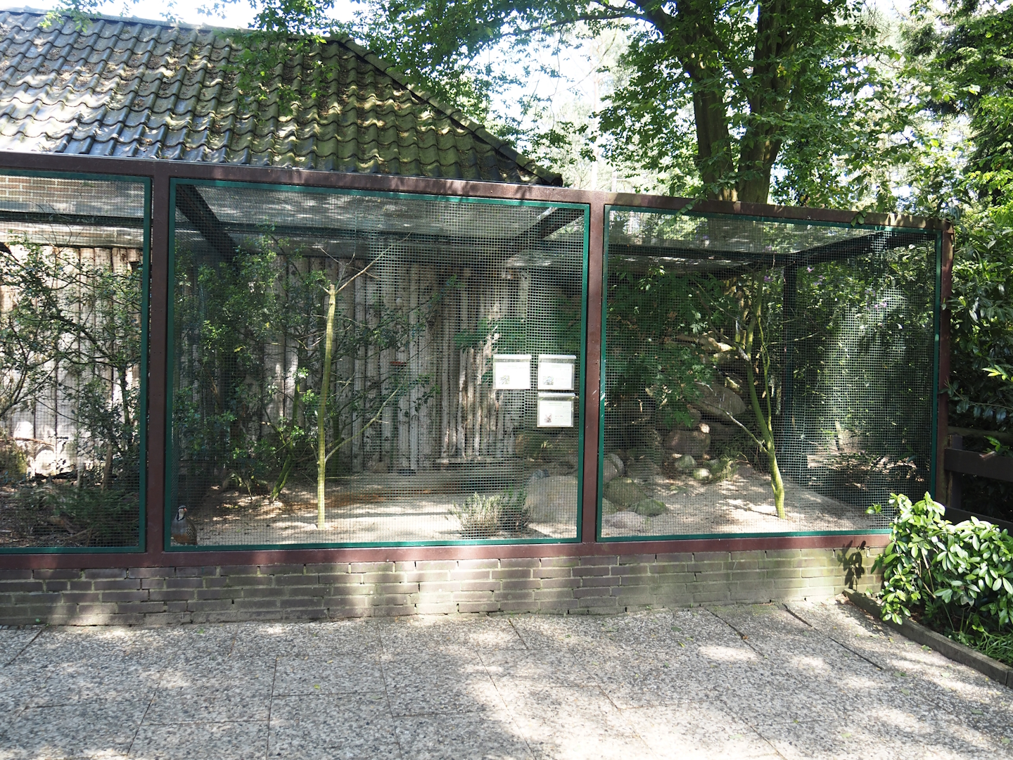 Eurasian jay, Great grey shrike and Alpine rock partridge aviary, 2024-05-21