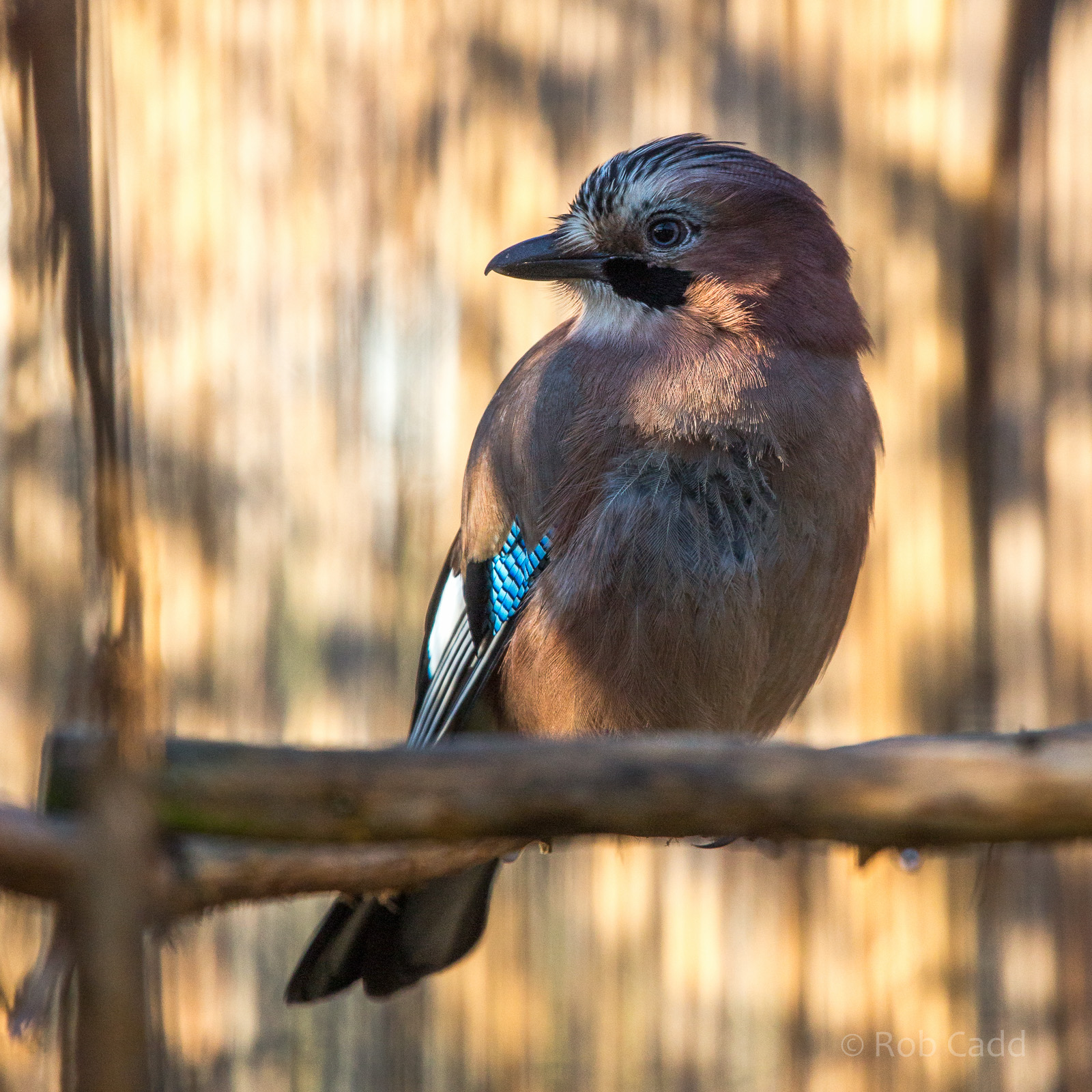 Eurasian jay : Hamerton : 31 Dec 2014