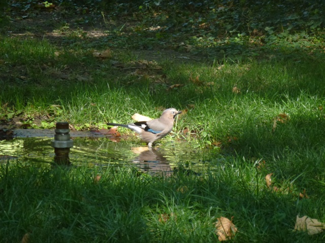Eurasian Jay in Plovdiv 17.9.13