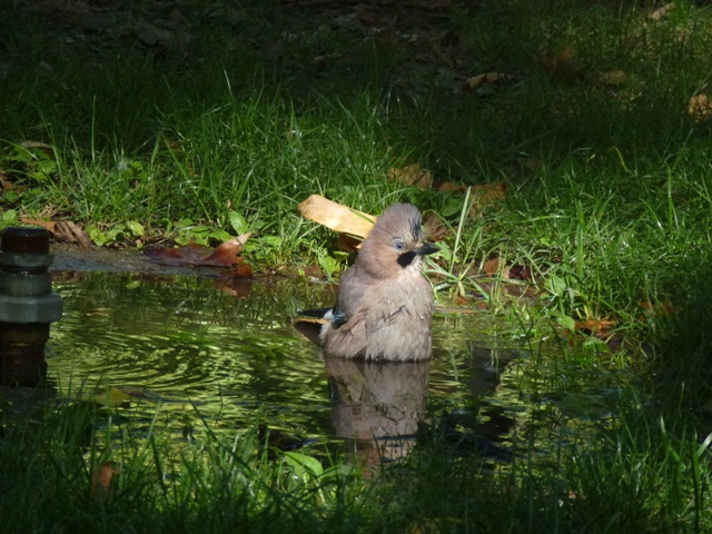 Eurasian Jay in Plovdiv 17.9.13