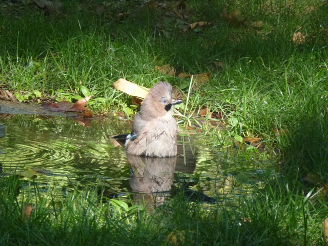Eurasian Jay in Plovdiv 17.9.13