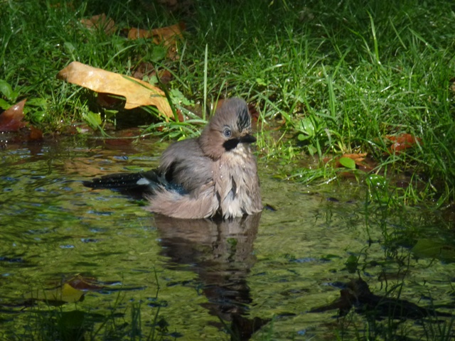 Eurasian Jay in Plovdiv 17.9.13