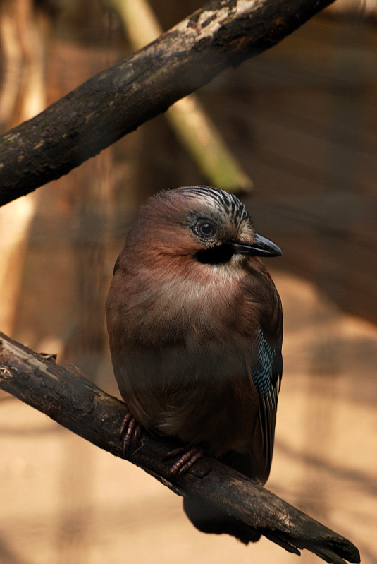 Eurasian jay in Solingen Vogelparl