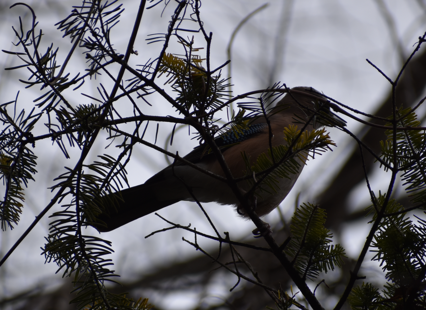 Eurasian Jay ~ Karuizawa