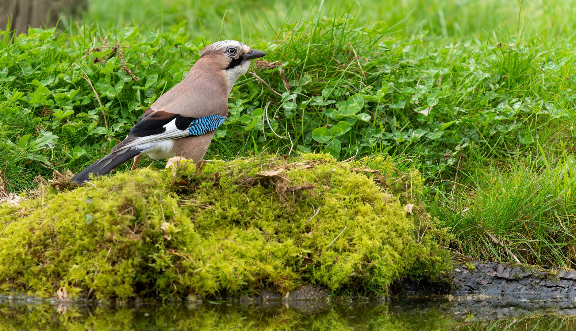 Eurasian Jay, wild, UK