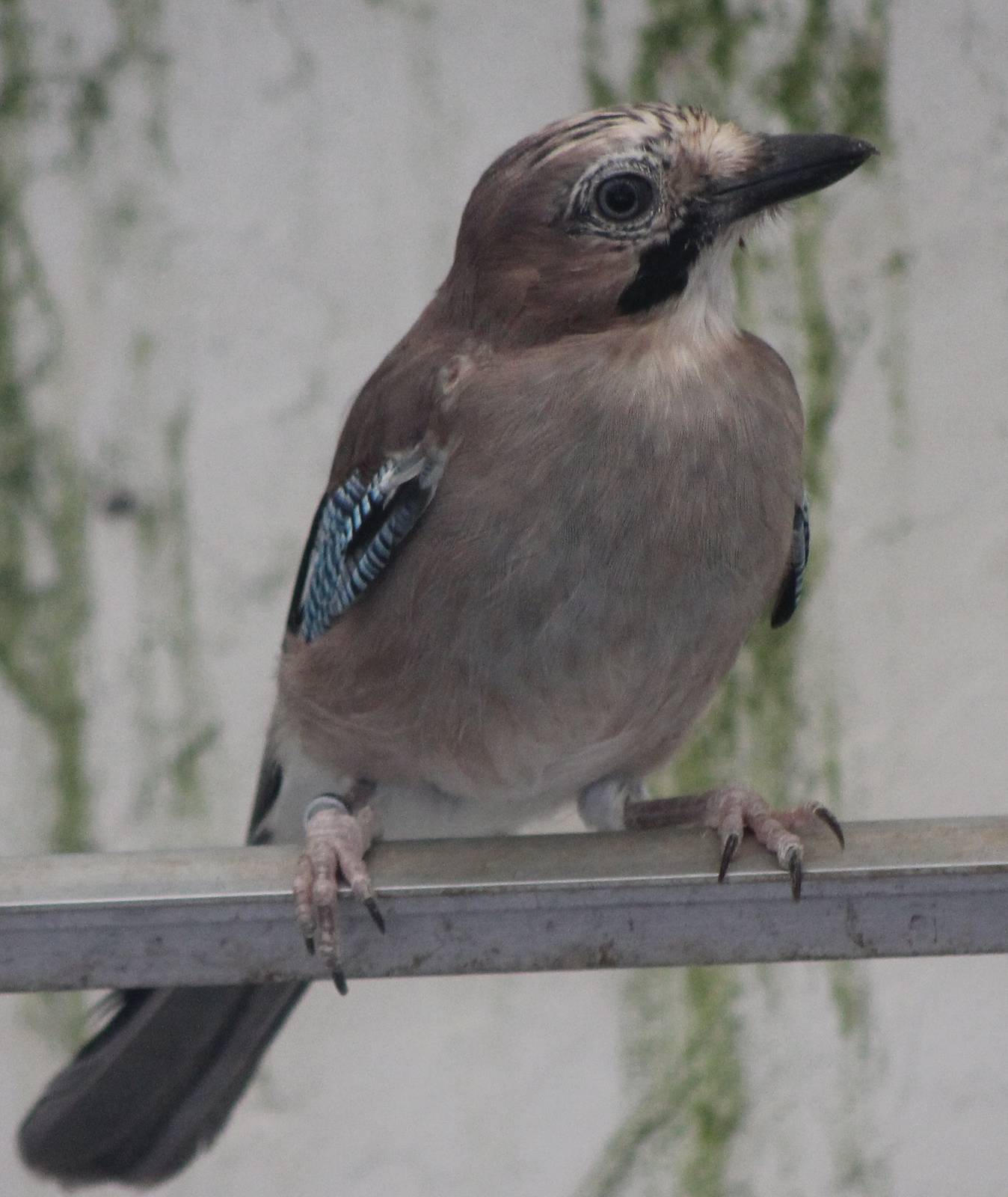 Eurasian jay