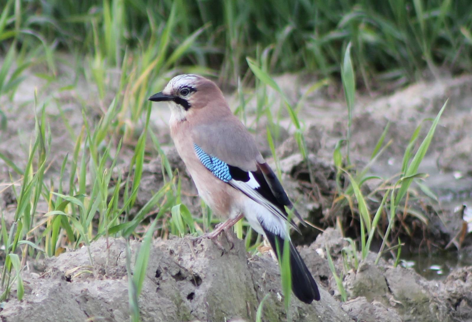 Eurasian jay