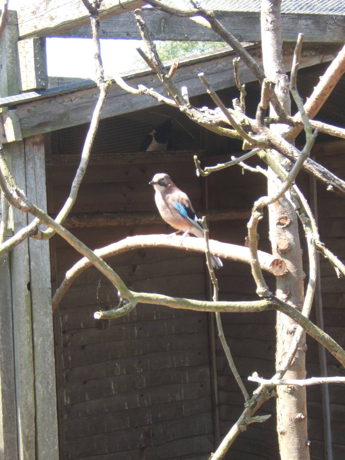 Eurasian Jay