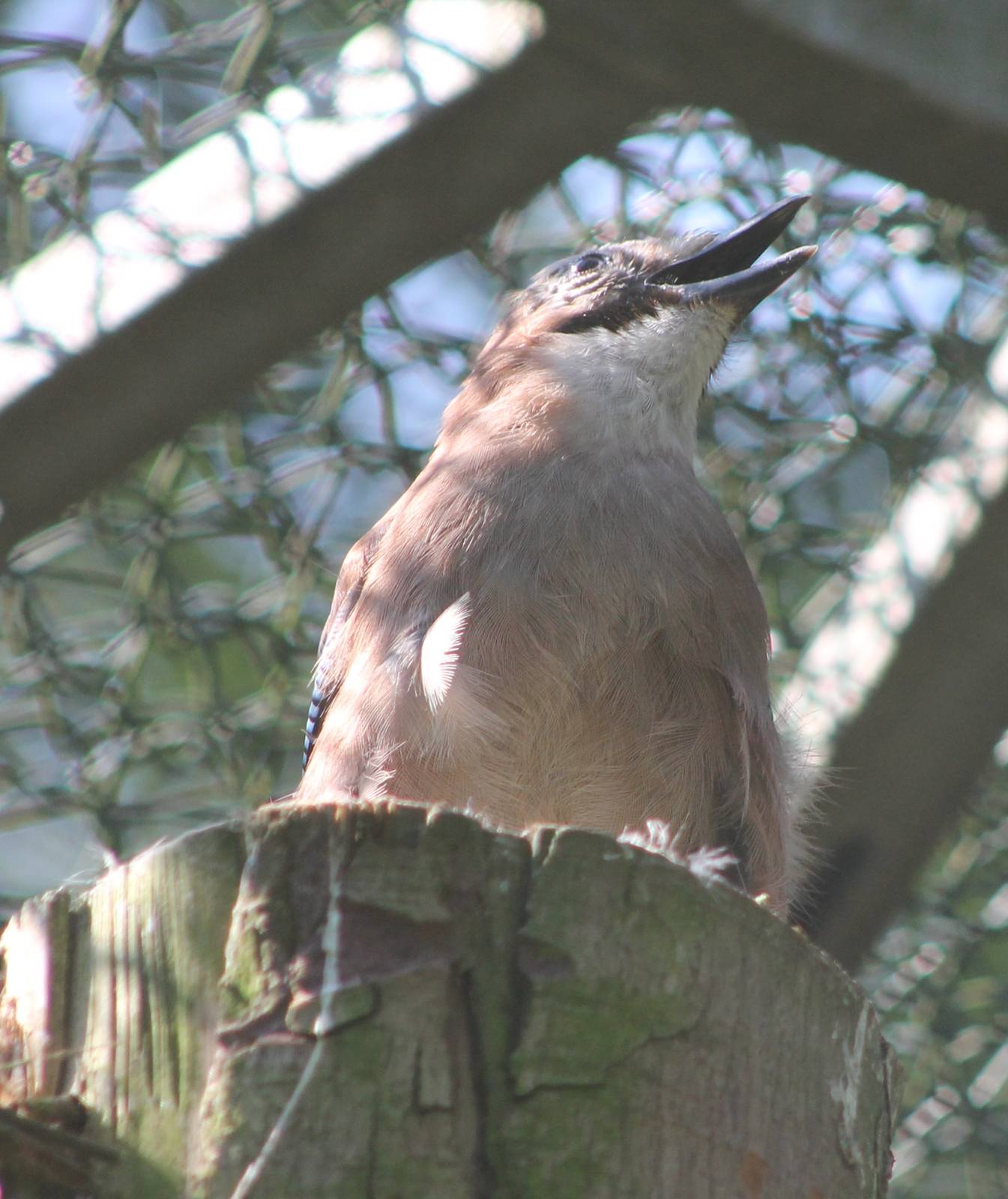 Eurasian jay