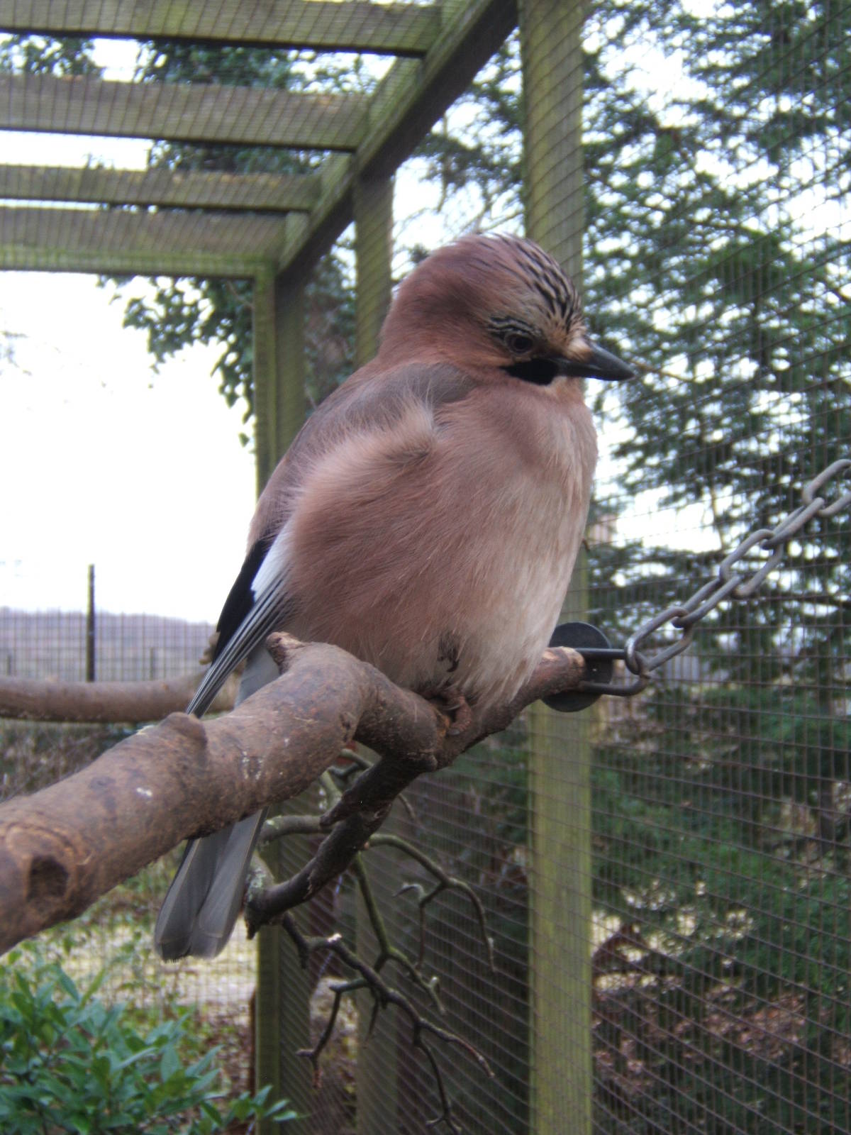 Eurasian Jay