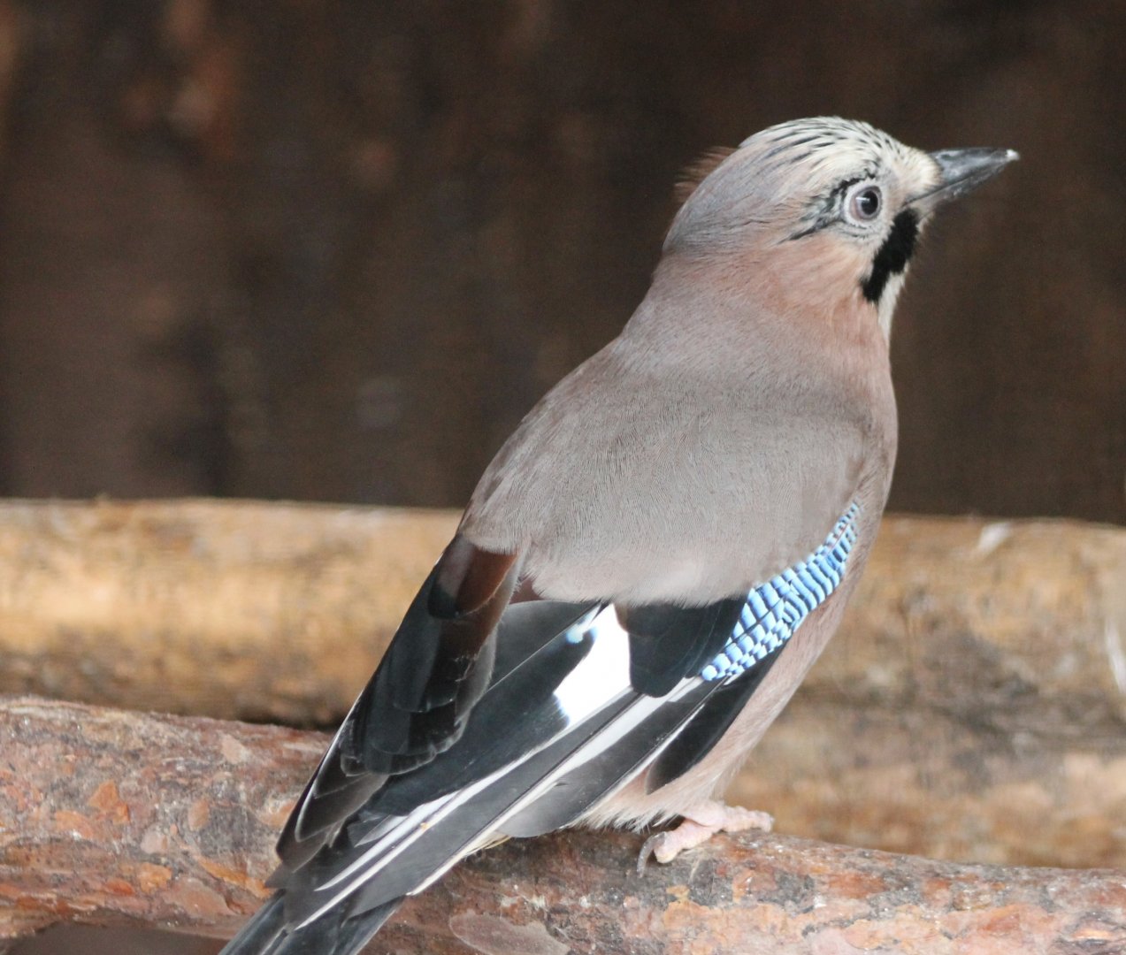 Eurasian jay