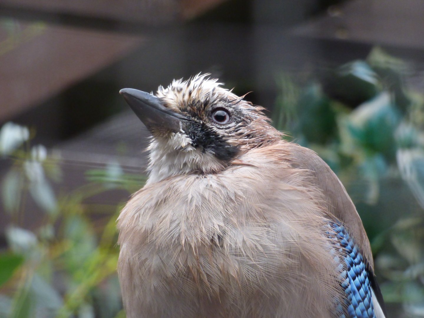 Eurasian Jay