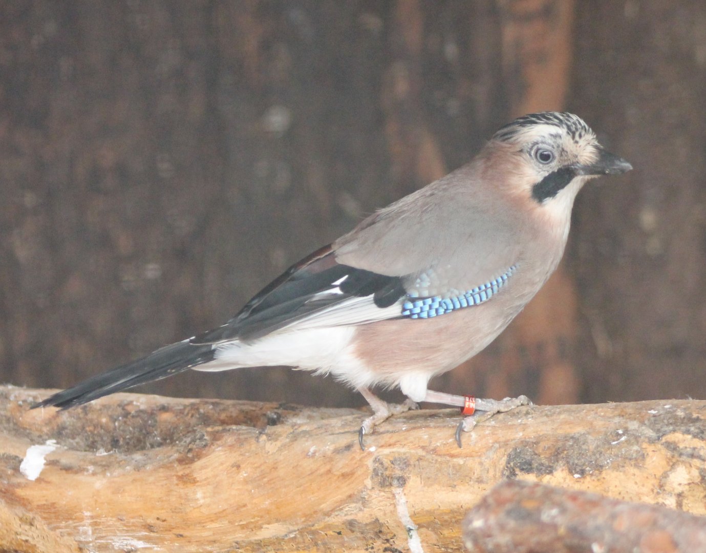 Eurasian Jay