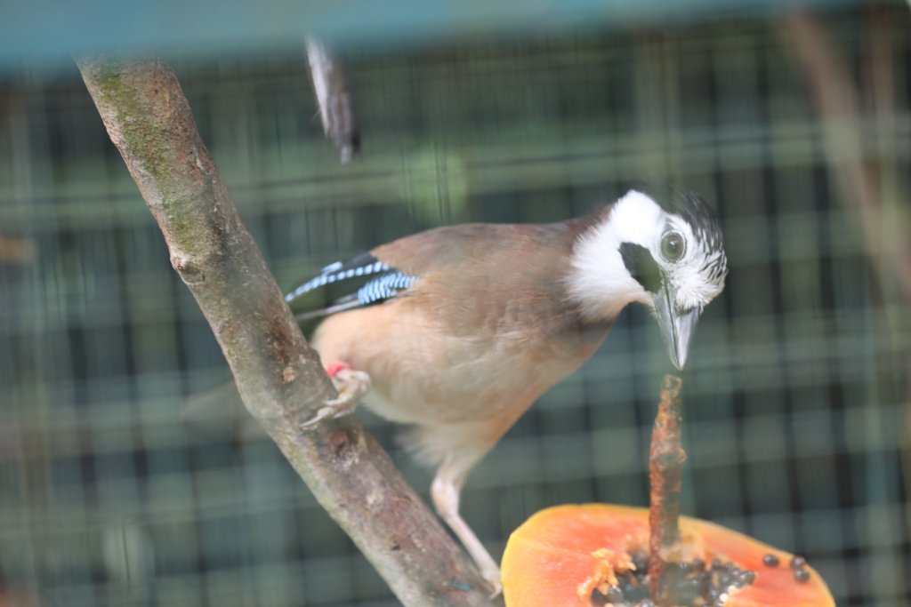 Eurasian Jay