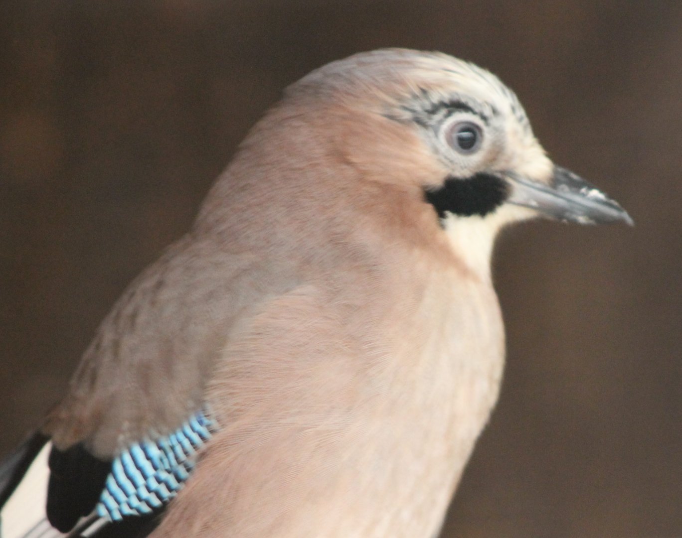Eurasian jay