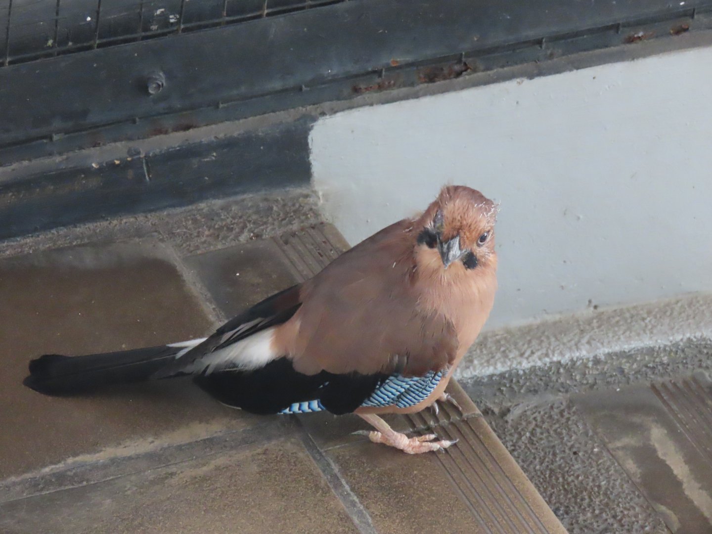 Eurasian jay