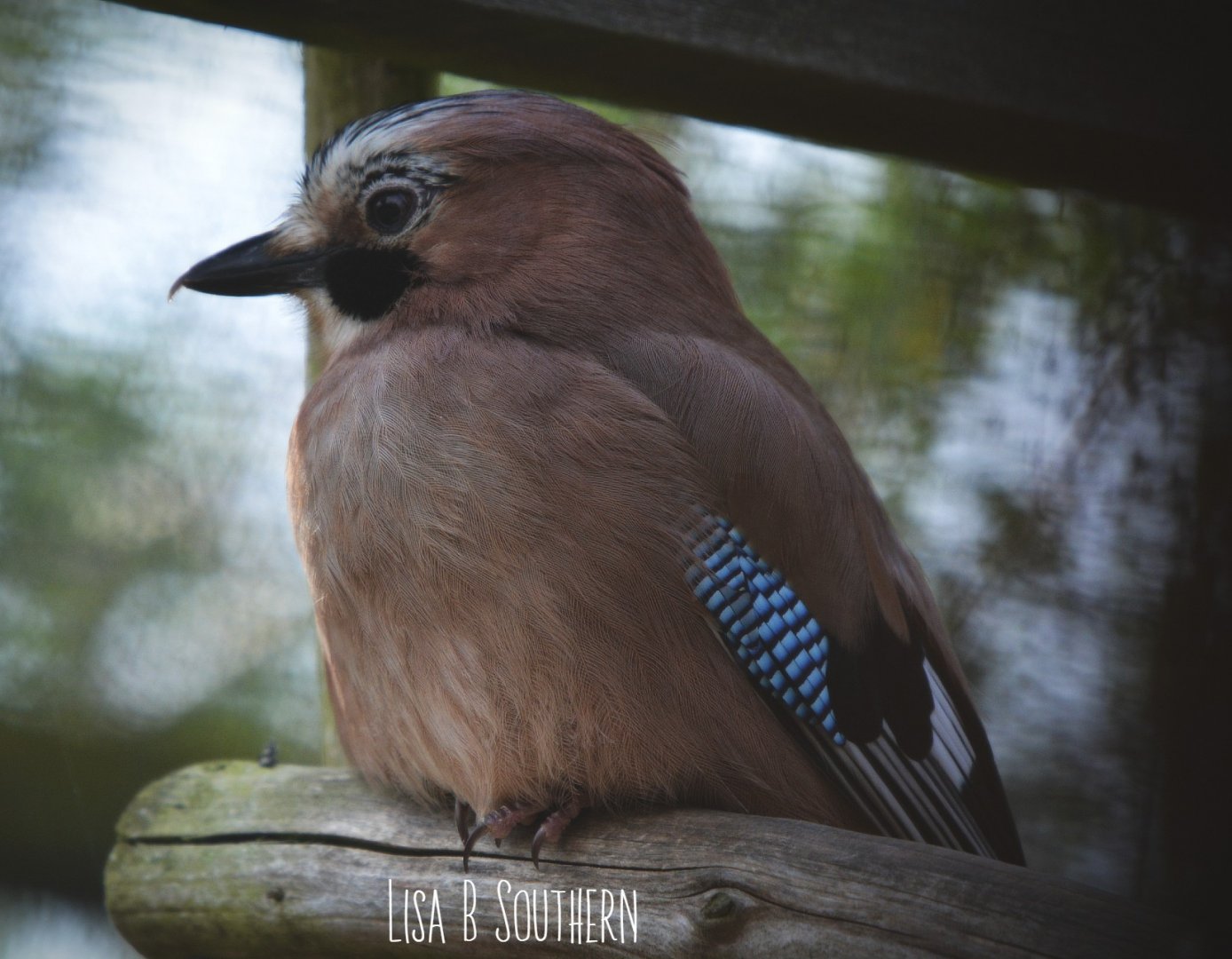 Eurasian Jay