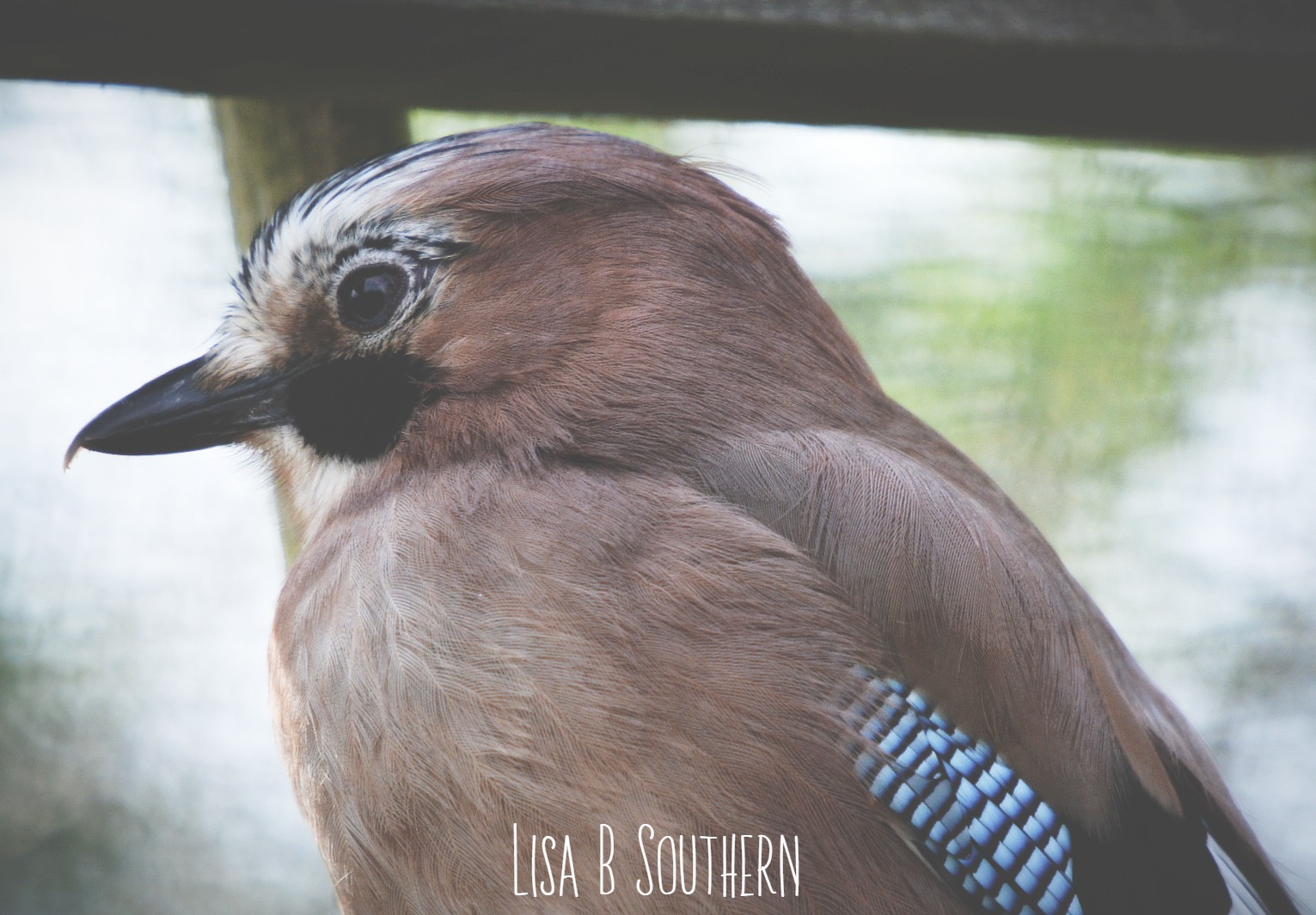 Eurasian jay