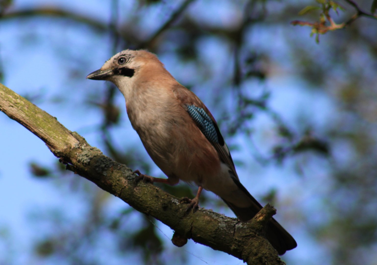 Eurasian jay