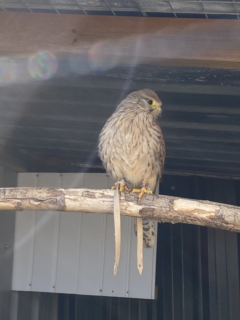 Eurasian kestrel 020325