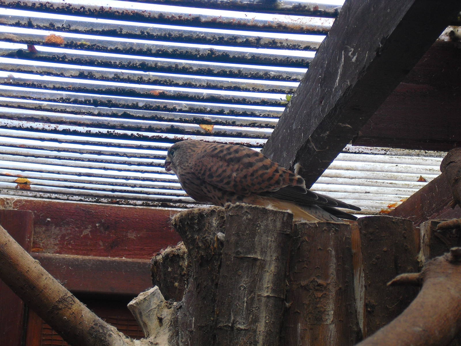 Eurasian Kestrel - 16/10/2011