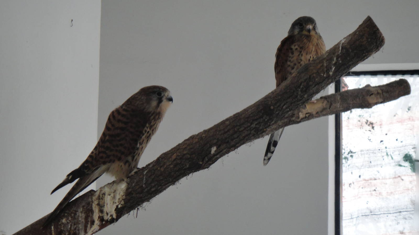 Eurasian kestrel at Shanghai zoo 2014-4-3