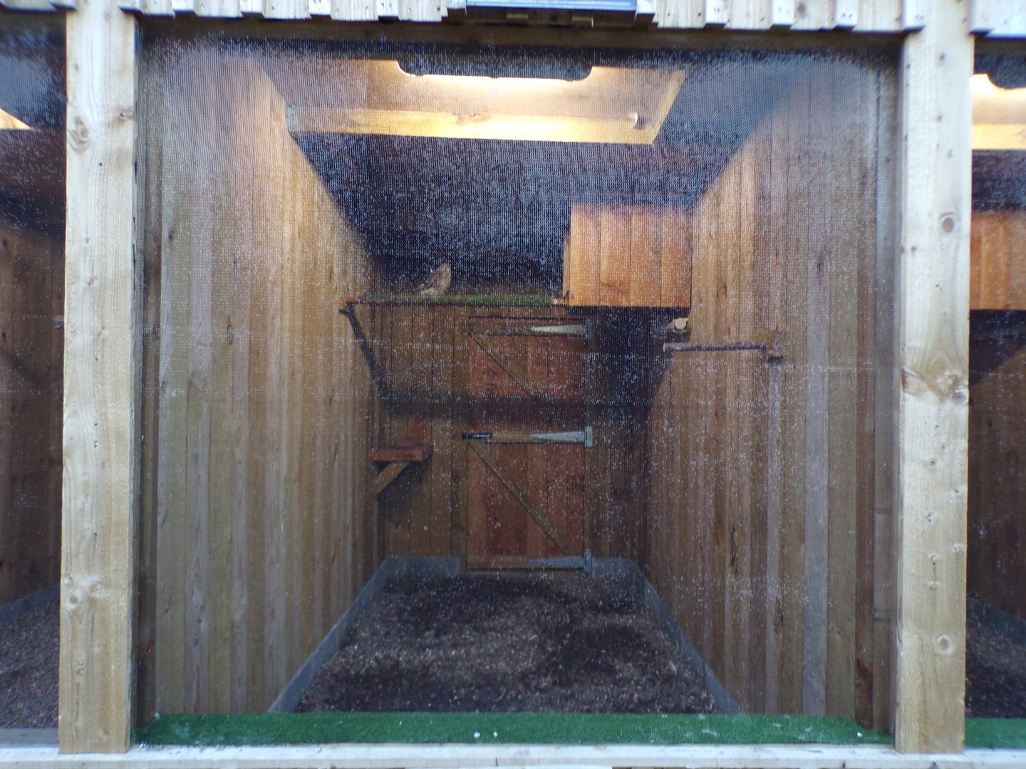 Eurasian kestrel cage