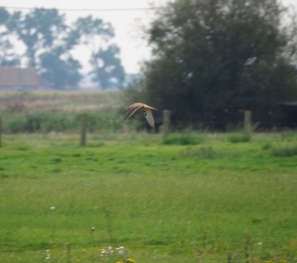 Eurasian kestrel (Falco tinnunculus) flying with prey, 2021-09-14