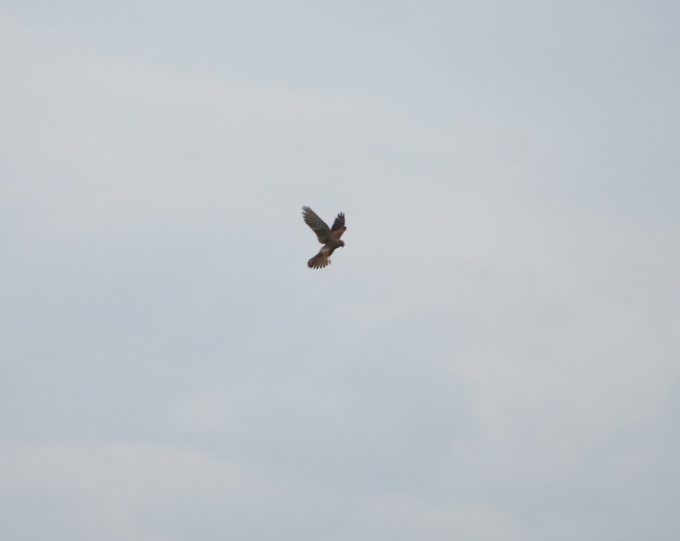 Eurasian kestrel (Falco tinnunculus)  hovering, 2021-09-14