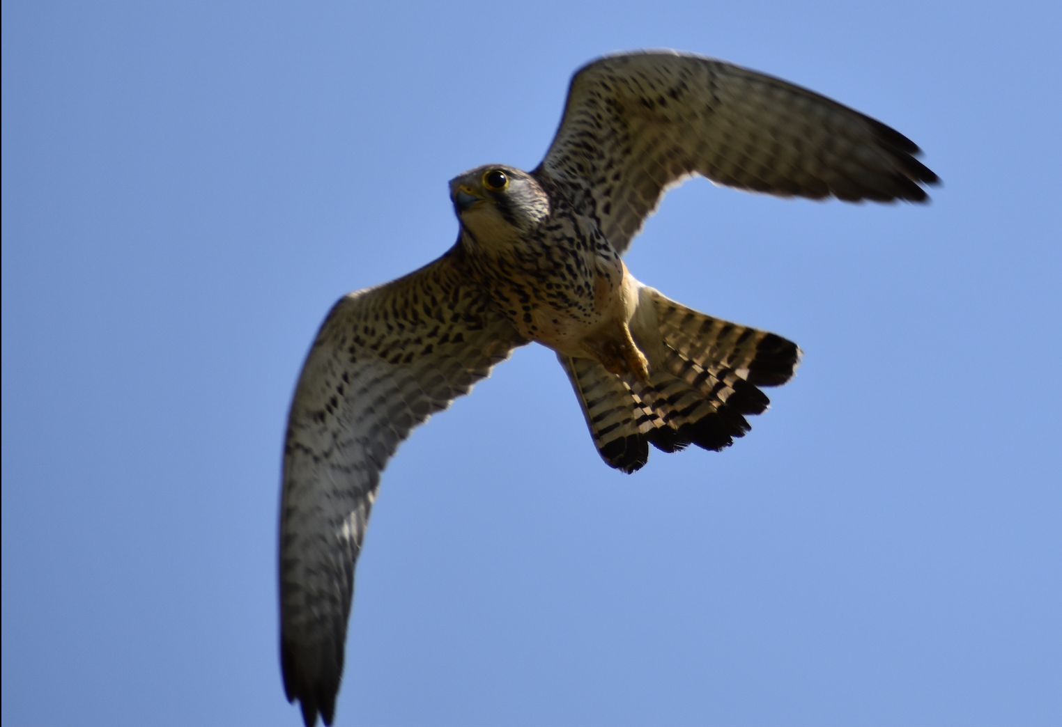 Eurasian Kestrel ~ Futakotamagawa