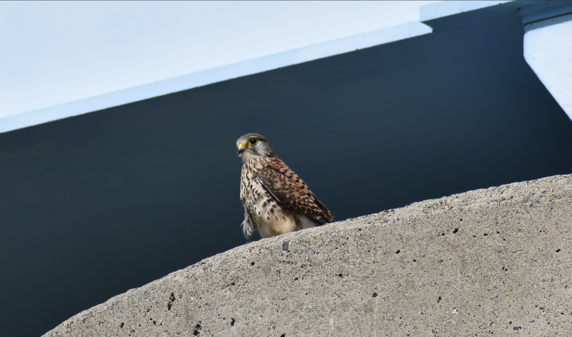Eurasian Kestrel ~ Futakotamagawa