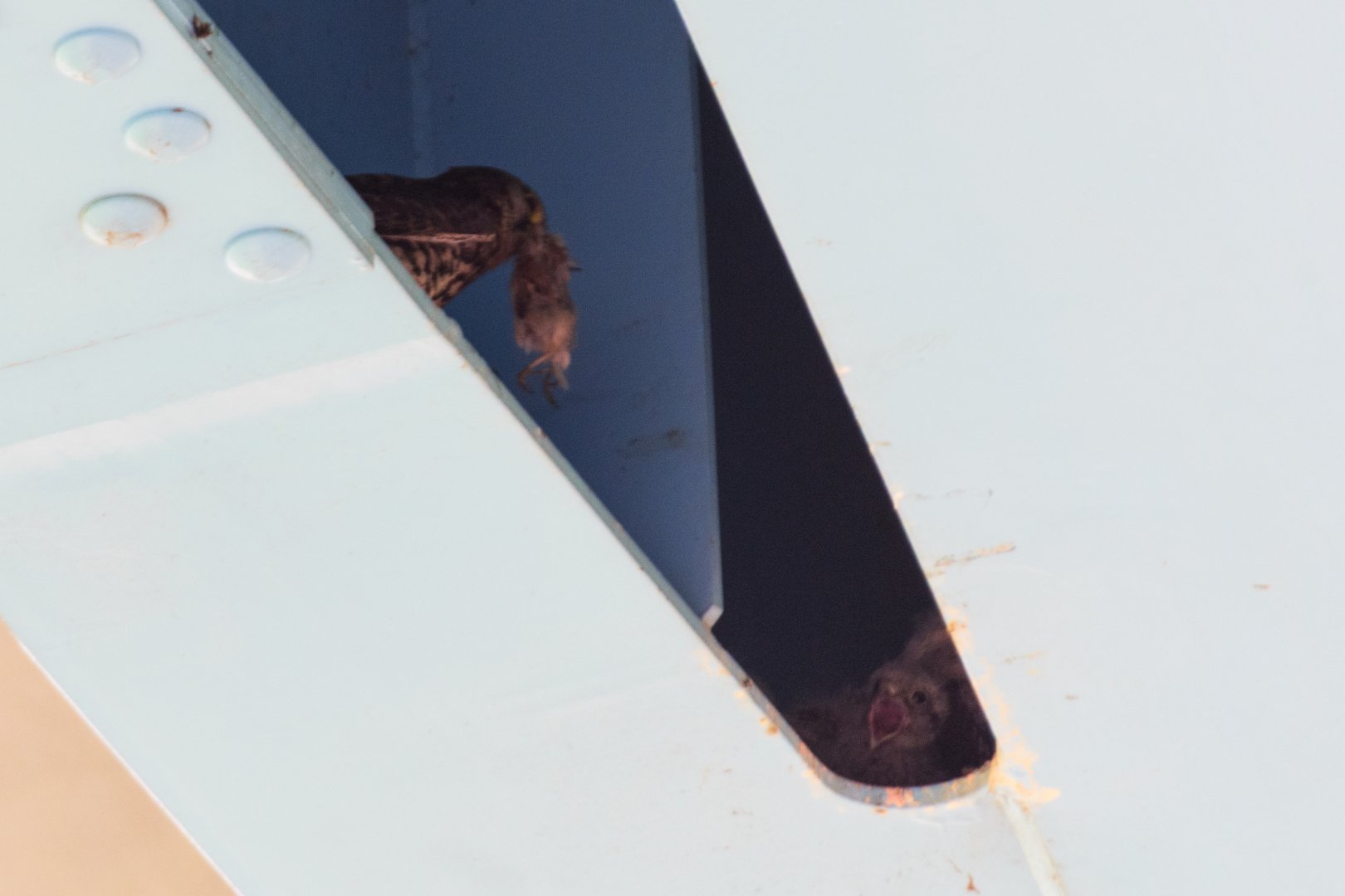 Eurasian Kestrel - Hyogojima Park