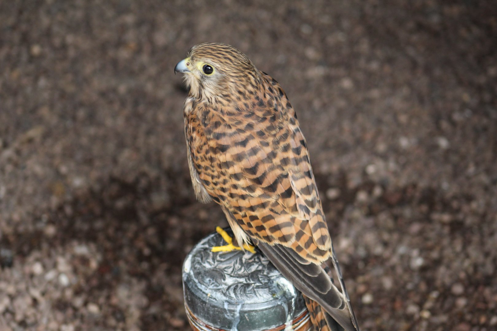Eurasian Kestrel