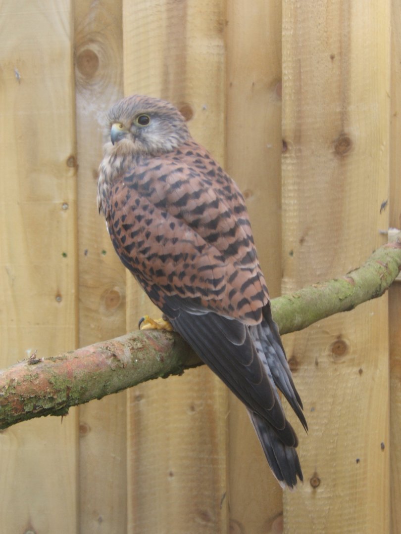 Eurasian Kestrel