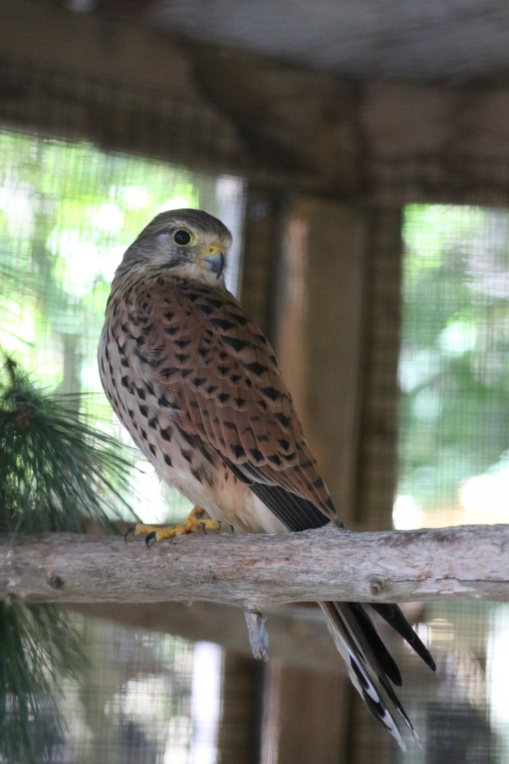 Eurasian Kestrel